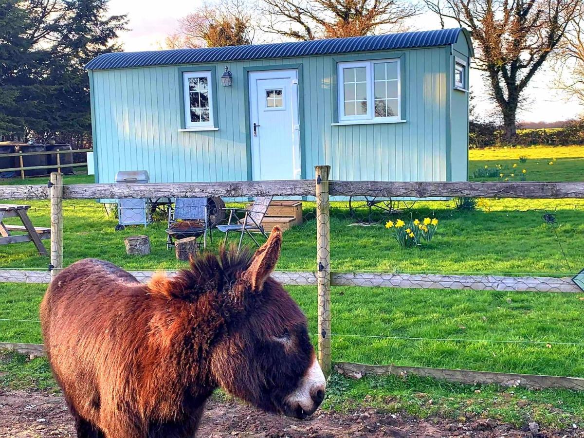 Willa Starry Meadow & Rescued Animal Experiences Great Yarmouth Zewnętrze zdjęcie